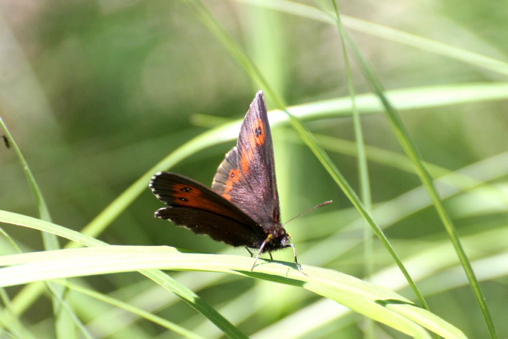 Erebia ligea? No, Erebia euryale - Nymphalidae